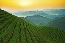 【国际品牌盛典推介中国名茶】碣滩茶
